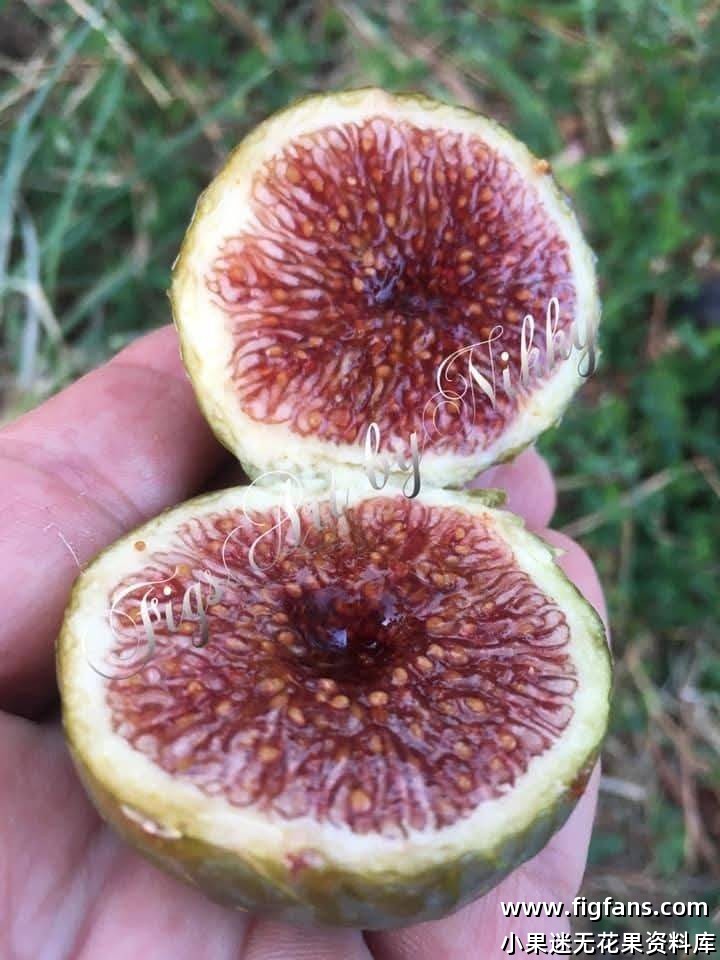 Mutante Venato 维纳托-小果迷