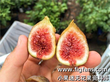 fbac8b37-62cb-4e8b-979e-2482ac1f446a_fullsize.jpg