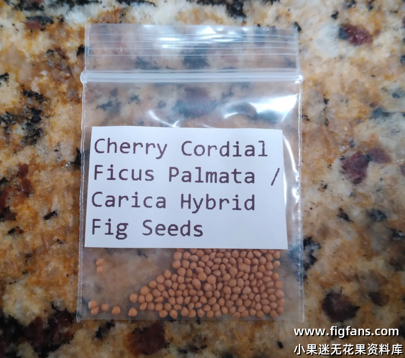 羽河，樱桃甜酒杂交种子-小果迷