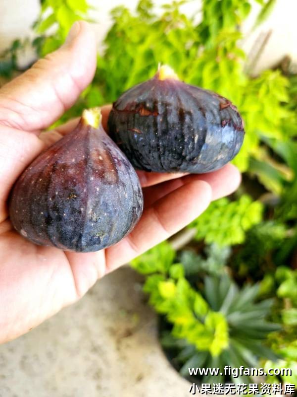 ENC Delight (Eleanor & Clyde's Delight)  埃莉诺和克莱德的喜悦-小果迷