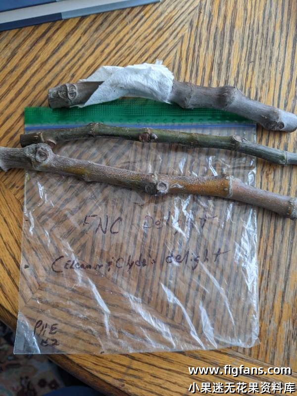 ENC Delight (Eleanor & Clyde's Delight)  埃莉诺和克莱德的喜悦-小果迷