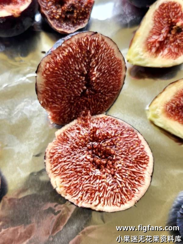 ENC Delight (Eleanor & Clyde's Delight)  埃莉诺和克莱德的喜悦-小果迷