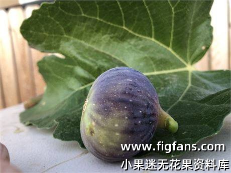 c10f664e-6798-4fb9-a430-b4ab2a96e817_fullsize.jpg