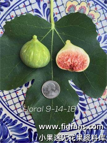 44.洛拉尔  Lloral  MP　（Vinnyfigs.UK）-小果迷