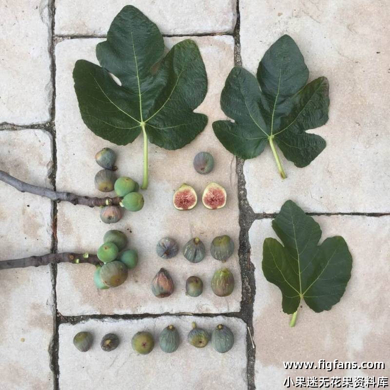 45.洛蕾塔 FDM　Loretta FDM  （Vinnyfigs.UK）-小果迷