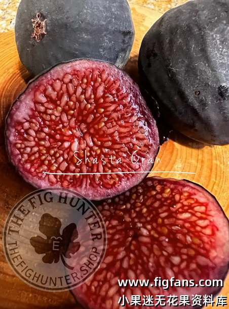 48.沙斯塔蔓越莓 Shasta Cranberry  (The Fig Hunter? David Burke)-小果迷