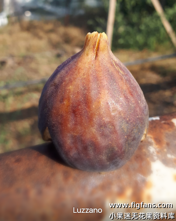 46.卢扎诺  Luzanno/Luzzano（Vinnyfigs.UK）-小果迷