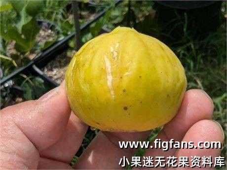 47.罗吉尔  Rogil  （Vinnyfigs.UK）-小果迷