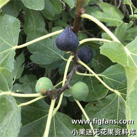 49.圣奥古斯都   Sant Augusti FdM  （Vinnyfigs.UK）-小果迷