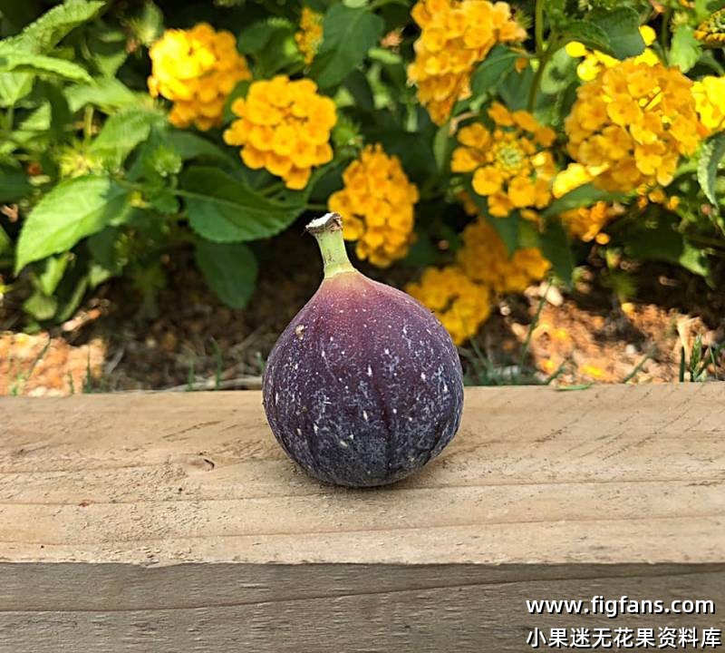 31.孔德      Conde FdM (Brian)-小果迷