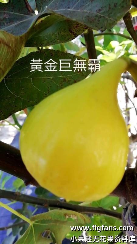 88.黄金巨无霸   Golden Giant （中国台湾园艺品种）-小果迷