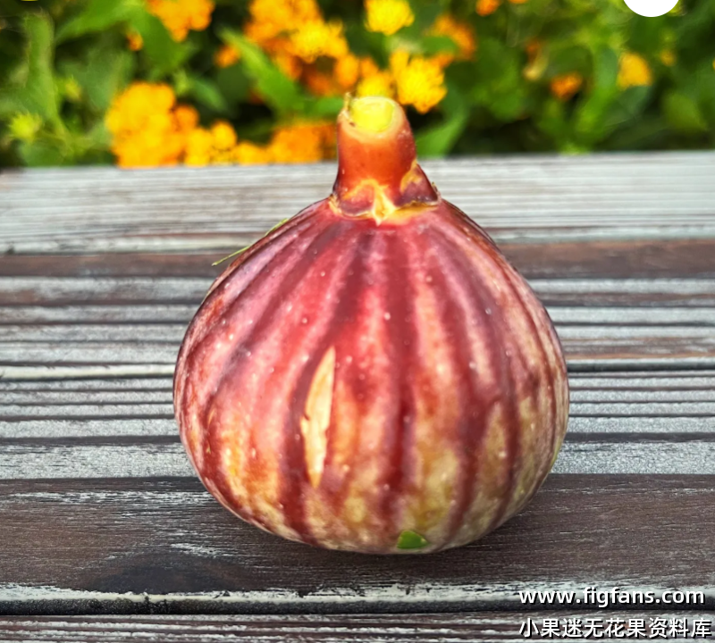 32.卡斯蒂/卡斯蒂切达 Casticeddah (Brian)-小果迷