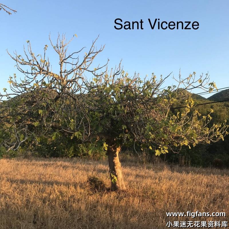 50.圣维森 FdM  Sant Vicenze FdM （Vinnyfigs.UK）-小果迷