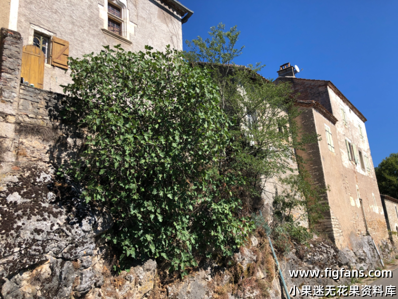 89.黑萨凡纳  Savannac Noir FdM （Vinnyfigs.UK）-小果迷