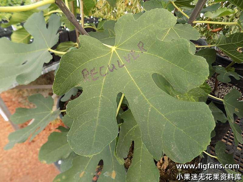 Reculver leaves, fruit, plant 10 21 20 004.JPG