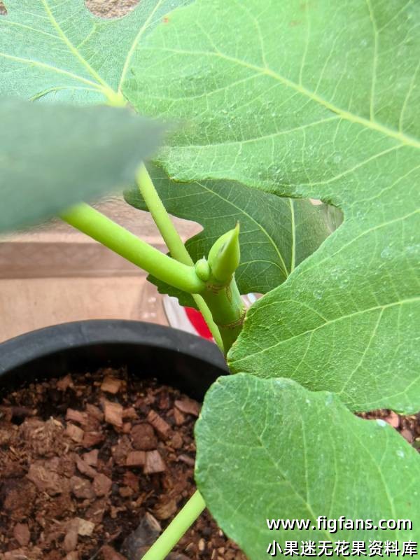 变异双色山-小果迷