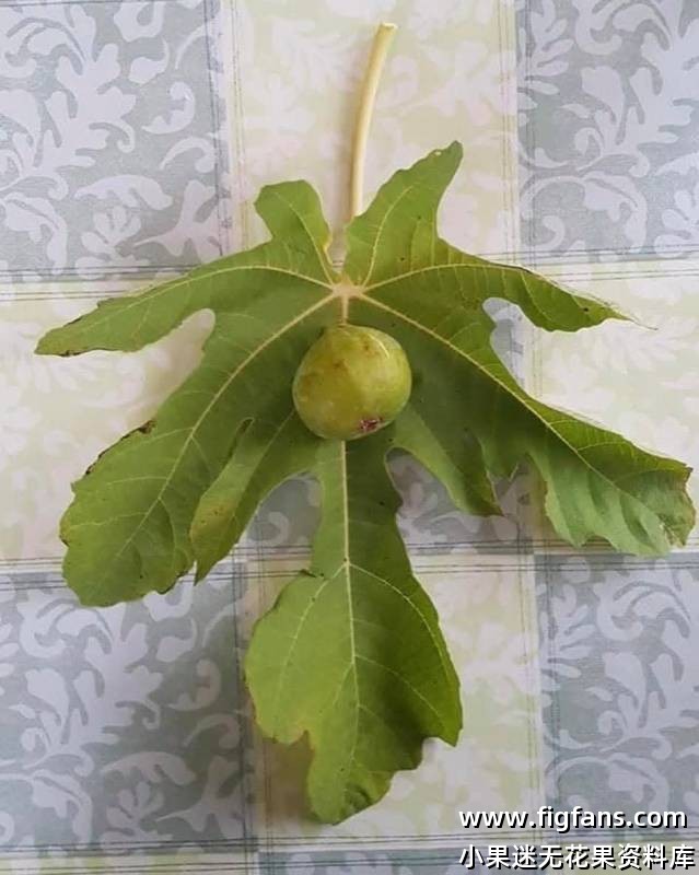 Galluzzo Bianco  白加卢佐-小果迷