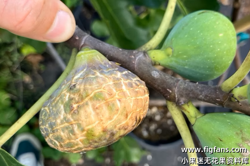 48.兰皮埃拉 1/灯1   Lampiera 1 FDM  （Vinnyfigs.UK）-小果迷