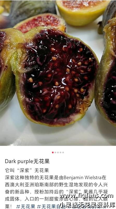 深紫无花果-小果迷