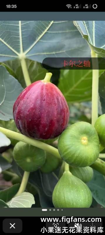 33.卡尔之轴   待查（杜总）-小果迷