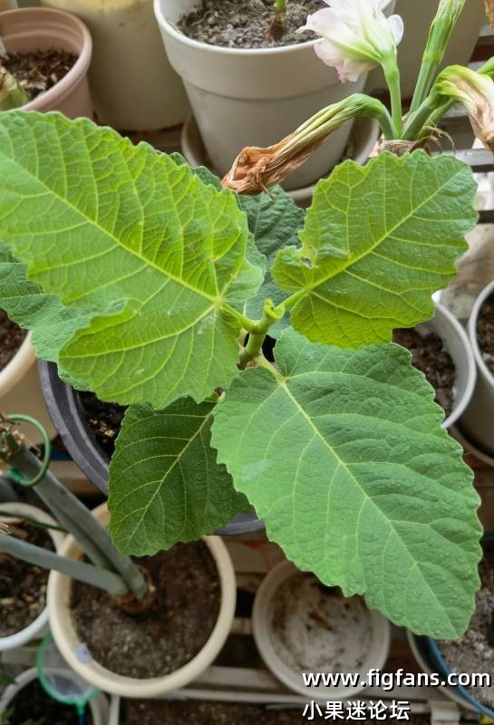 求购新品芽点-小果迷