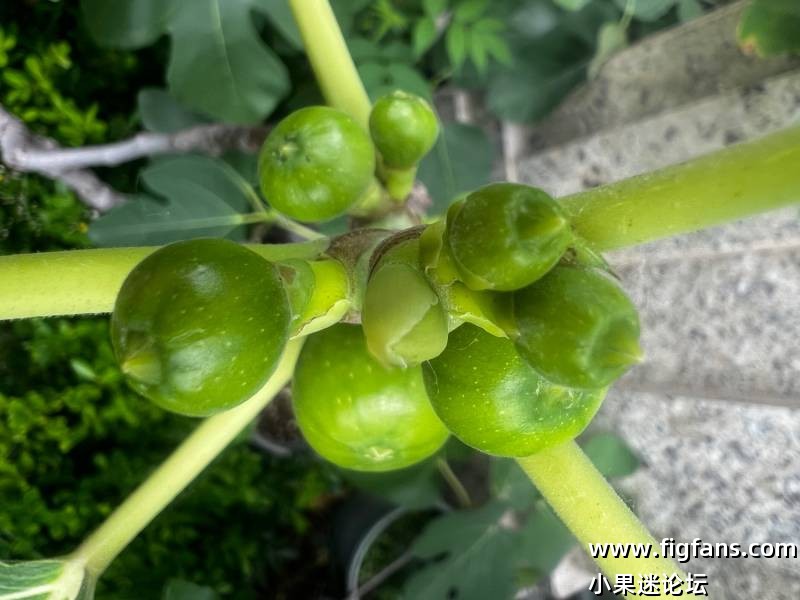 有缘的无花果果友，我们来交换品种吧！-小果迷