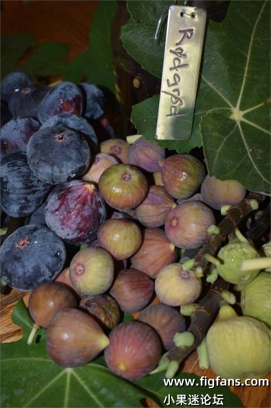 50.罗德格罗德  Rodgrod  Lee Ann (Sacred Origin)-小果迷