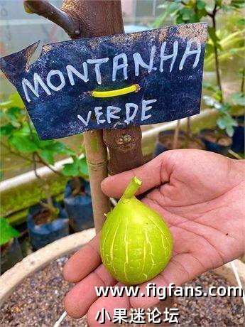 51.绿山  Montanha Verde（拿督品种）-小果迷