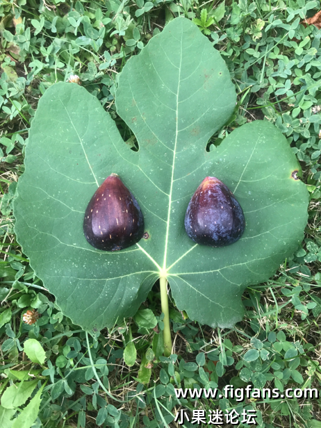 34.卡萨涅  Cassagne  (FDM?)-小果迷