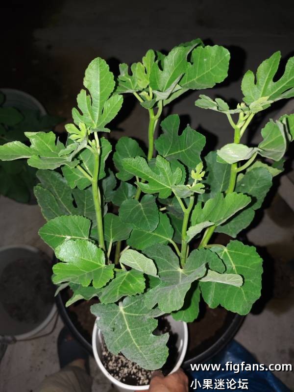 新手第一棵无花果-小果迷