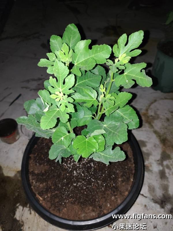 新手第一棵无花果-小果迷