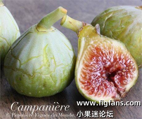 52.铃声/坎帕尼尔/敲钟人  Campaniere FdM-小果迷