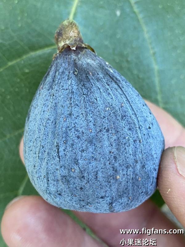 Pastiliere Raintree_fruit_uncaprified_2022_09_04.jpg