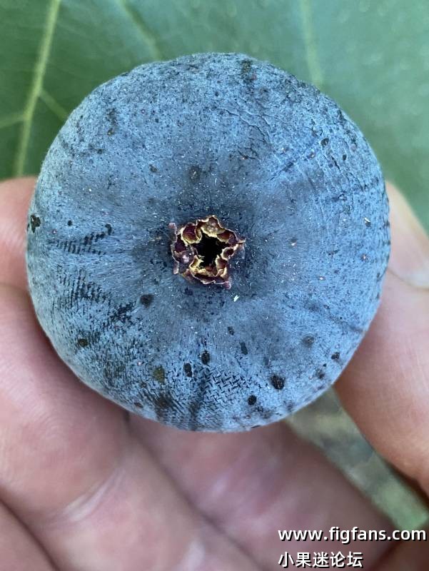 Pastiliere Raintree_ostiole_uncaprified_2022_09_04.jpg