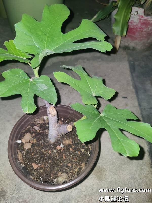 出红美人扦插苗-小果迷