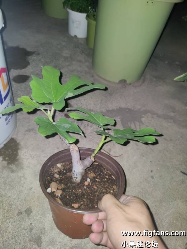 出红美人扦插苗-小果迷