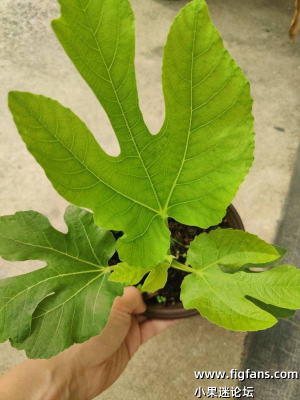 出红美人扦插苗-小果迷