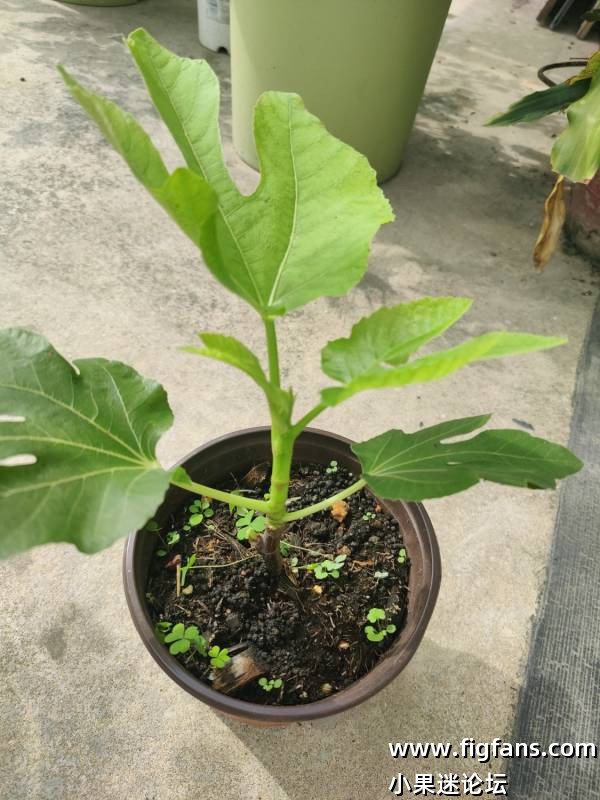 出红美人扦插苗-小果迷