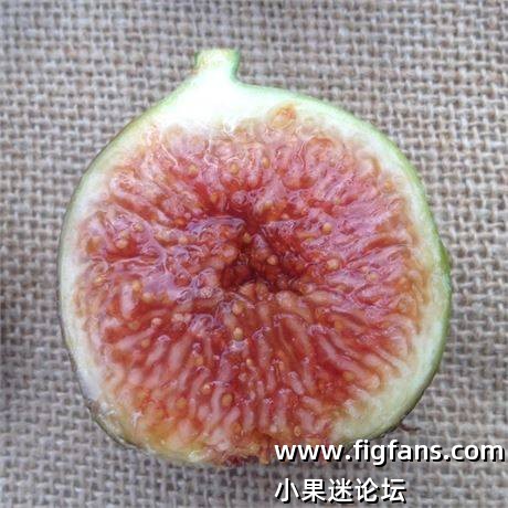 14.巨大飞机   Grandes Planes (FdM.Theirry)-小果迷