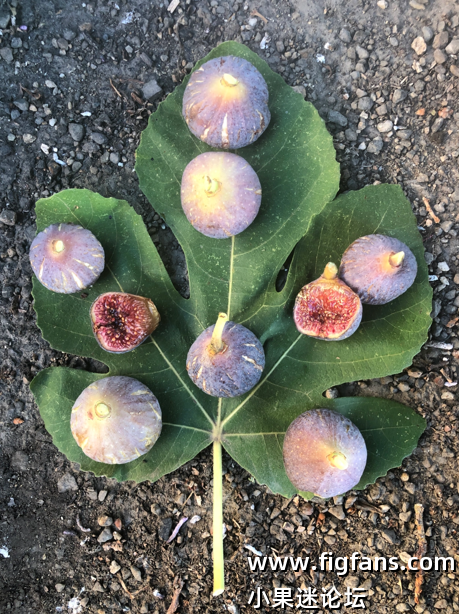 54.拉斯 卡雷特雷斯/道路  Las Carreteres (FdM)-小果迷