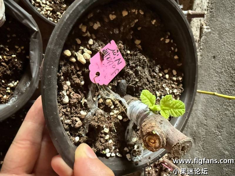 听说发帖管理大大会给500果果。-小果迷