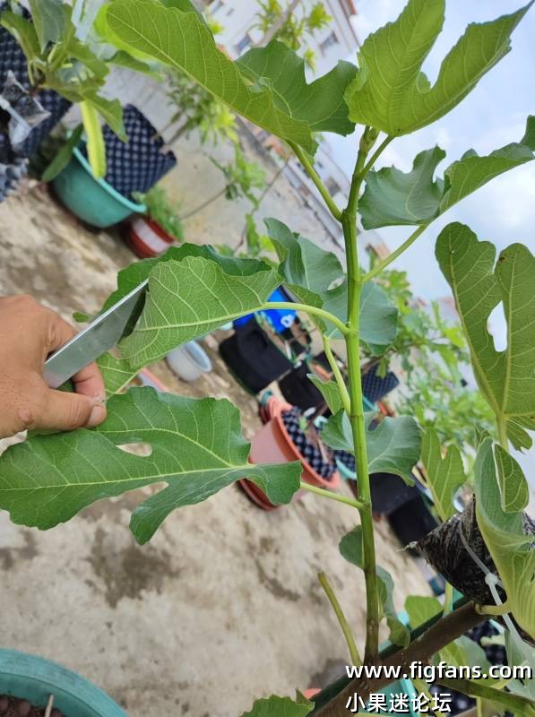 圣诺梅格兰-小果迷