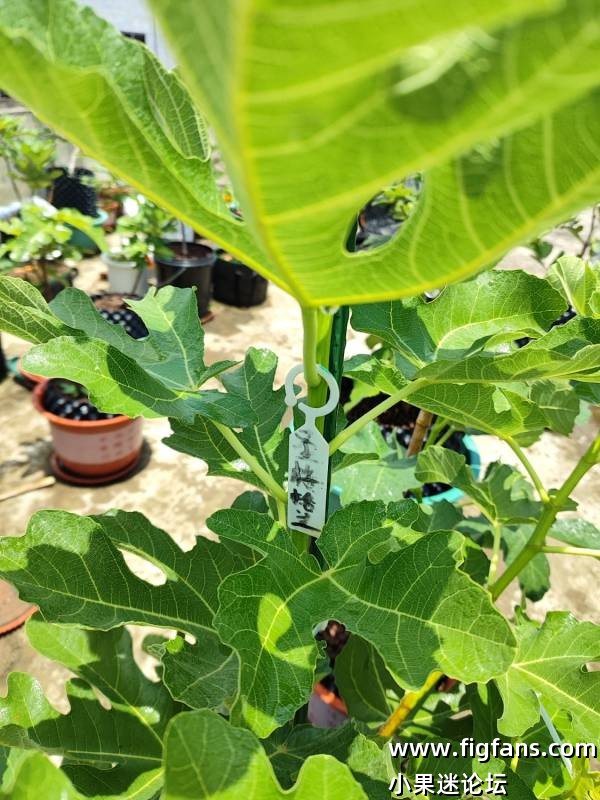 圣诺梅格兰-小果迷