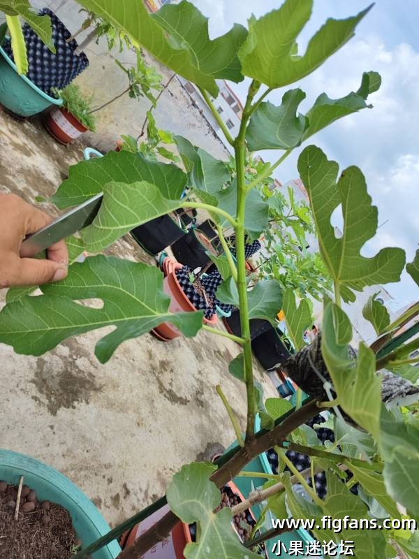 圣诺梅格兰-小果迷