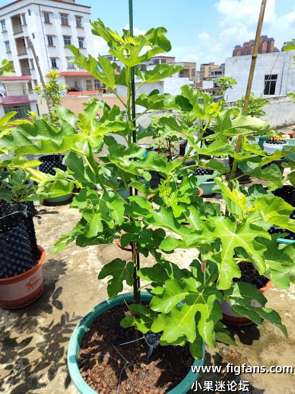 圣诺梅格兰-小果迷