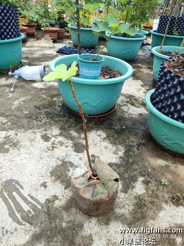 高杆 黑马kk-小果迷