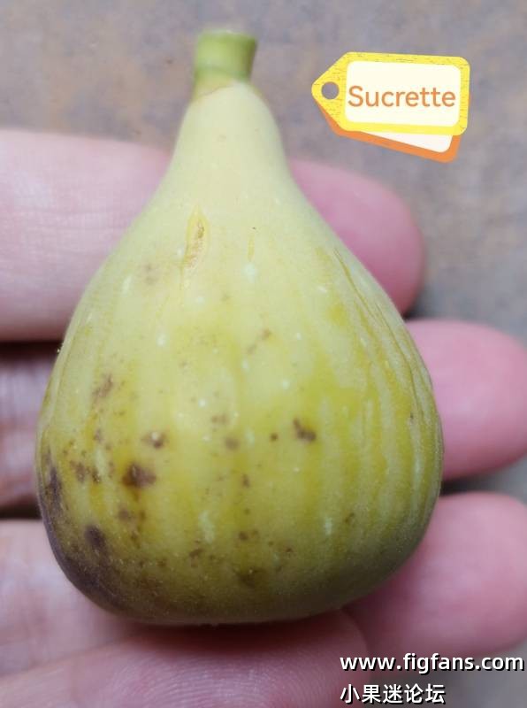Sucrette-小果迷