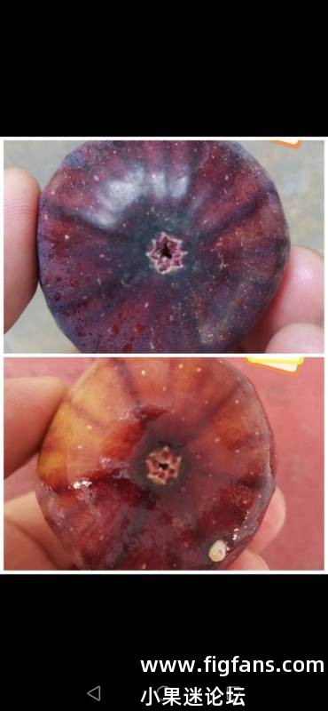 红美人原名探索留档-小果迷