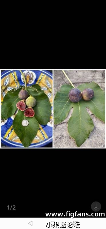 红美人原名探索留档-小果迷