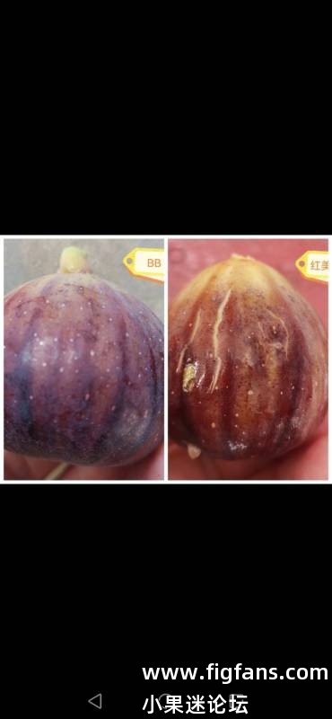 红美人原名探索留档-小果迷